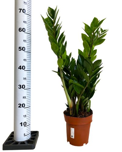 ZAMIOKULKAS (ZAMIOCULCAS) 70cm na Arena.pl