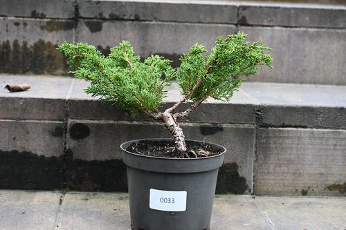 Jałowiec chiński Shimpaku - Juniperus chinensis 0033 na Arena.pl