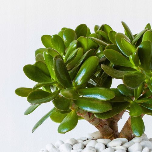 CRASSULA OVATA grubosz jajowaty drzewko szczęścia sukulent rozmiar L na Arena.pl