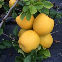 product-compare-53217574