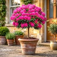 RODODENDRON NA PNIU RÓŻOWO - MALINOWY 60 - 70 CM