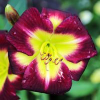 Liliowiec 'Night Beacon' Fioletowy Żółty (Hemerocallis) Doniczka 2.0L