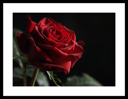 Plakat 35x25cm Róża w Półcieniu na Arena.pl