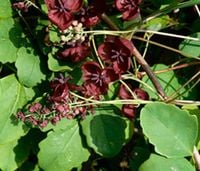 AKEBIA TRÓJLISTKOWA Akebia trifoliata - NASIONA 190 sztuk - 10g.