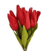 Tulipan pojedynczy M702 czerwony 12 szt