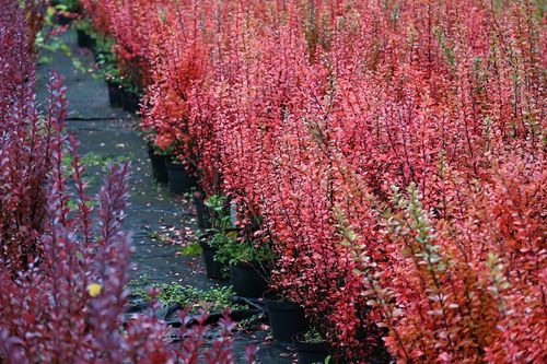 Berberys Thunberga Erecta - Berberis thunbergii na Arena.pl