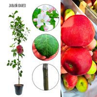 Jabłoń Idared duże soczyste czerwone jabłka 100-150 cm