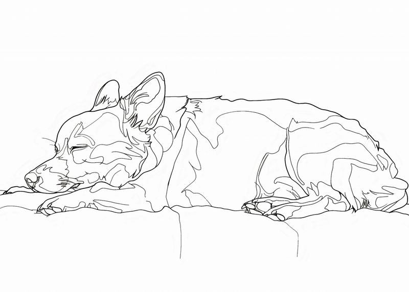 Plakat 70x50cm Śpiący Psiak zdjęcie 1