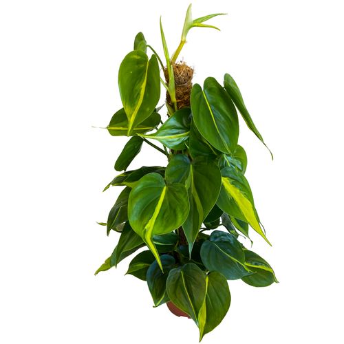 FILODENDRON SCANDENS BRASIL  55 cm na Arena.pl