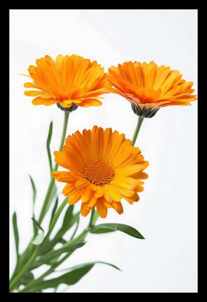 Plakat 20x30cm Słoneczne Kalendule zdjęcie 2