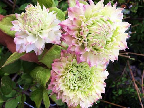 Powojnik Clematis Midori C2 E na Arena.pl