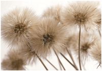 Fototapeta Na Flizelinie Do Sypialni Salonu Dmuchawce 300x210