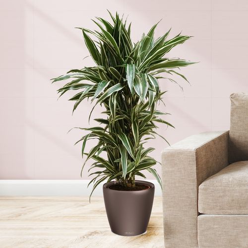 DRACENA WHITE STRIPE  105 cm na Arena.pl