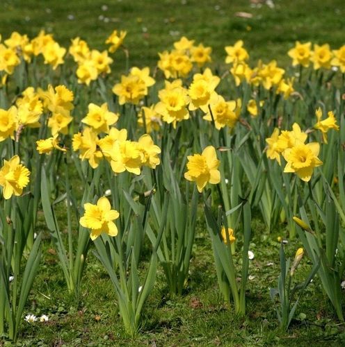 ZIEMIA UNIWERSALNA Do KWIATÓW warzyw OGRODOWA 65L Z NAWOZEM wysiew na Arena.pl