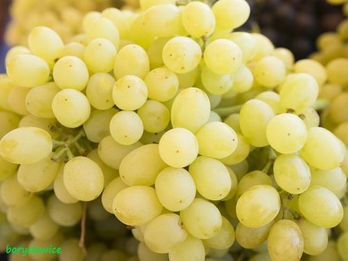 Winorośl 'Perła Zali' (Vitis) w doniczkach P11, wysokość 70-100 cm na Arena.pl