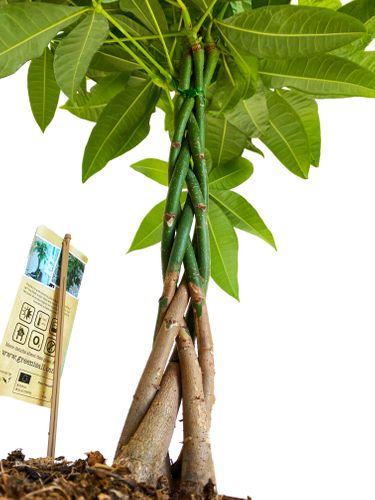 PACHIRA WODNA 90cm na Arena.pl