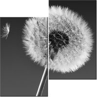 60CM 50CM OBRAZ ŚCIENNY DMUCHAWIEC GEMMA STILES DRUK PŁÓTNO