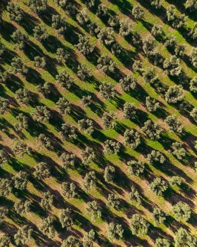 Oliwa z oliwek extra virgin Fratelli Vieste Tradicione 1l Włoska ŁAGODNA na Arena.pl