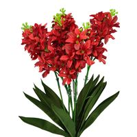Bukiet hiacynt czerwony