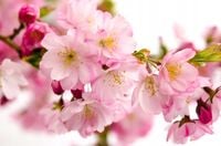 product-compare-62141634