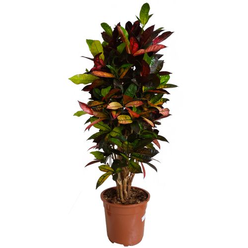 KROTON ICETON 110 cm na Arena.pl