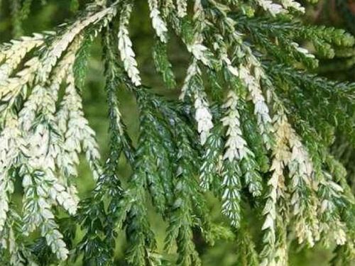 Żywotnikowiec japoński VARIEGATA Rogi łosia Thujopsis Duże sadzonki C3 na Arena.pl