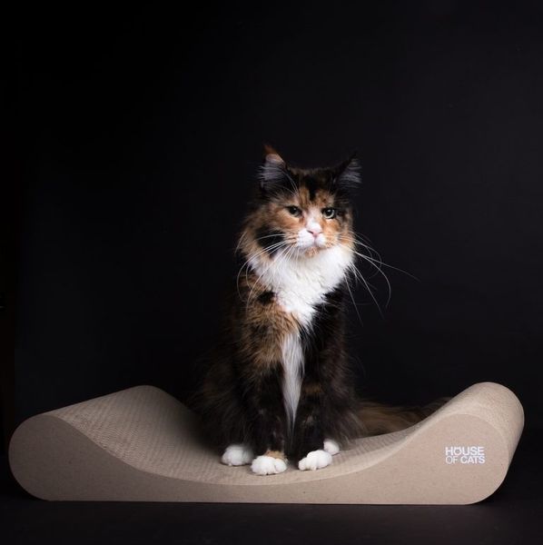 Drapak dla kotów Sofa Drapak dla kota Sofa Eco zdjęcie 2