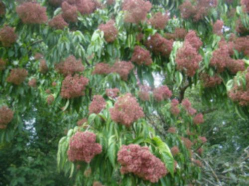 EWODIA CHIŃSKA Evodia hupehensis NASIONA 2000 sztuk - 10g. na Arena.pl