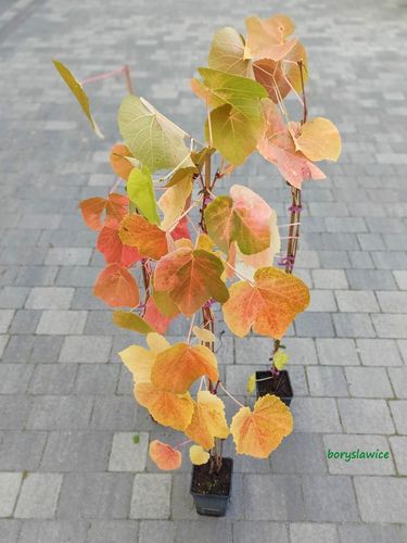 Winorośl 'Zilga' (Vitis) w doniczkach P11, wysokość 70-100 cm na Arena.pl