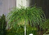 Żywotnik olbrzymi Thuja WHIPCORD PA 100-120cm C5