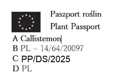 KUFLIK - sadzonki 40 / 60 cm na Arena.pl