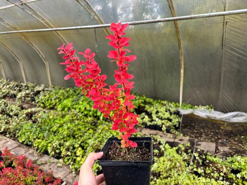 Berberys Thunberga 'Orange Ice' Pomarańczowy(Berberis thunbergii) 2.0L na Arena.pl