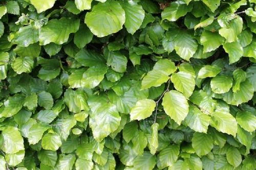 Buk pospolity Żywopłot siewka 100/150cm Fagus Silvatica na Arena.pl