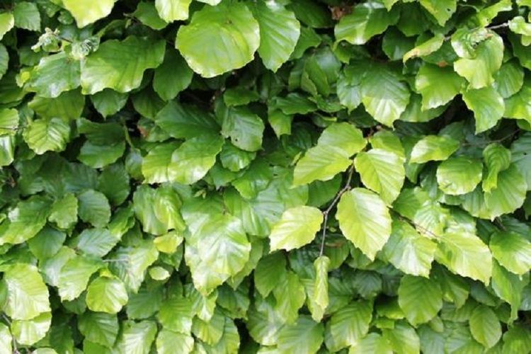 Buk pospolity Żywopłot siewka 100/150cm Fagus Silvatica zdjęcie 5