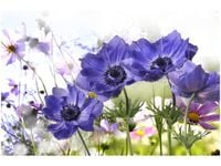 OBRAZ KWIATY OGRODOWE FIOLETOWE