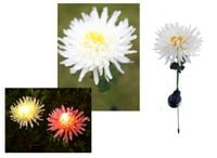 lampka  2szt. solarna kwiat led chryzantema 40 cm | nt2156
