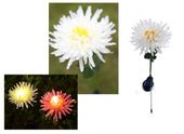 lampka  2szt. solarna kwiat led chryzantema 40 cm | nt2156