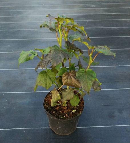 Ketmia bylinowa Plum Crazy C3 E na Arena.pl