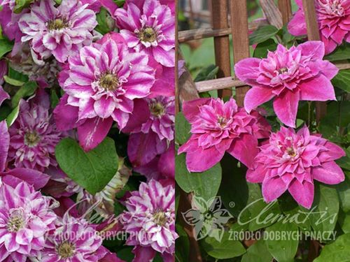 Powojnik Clematis My Darling ® C2 E na Arena.pl