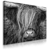 Obraz Na Płótnie Krowa Szkocka Zwierzęta Natura Do Sypialni 90cm x 60cm