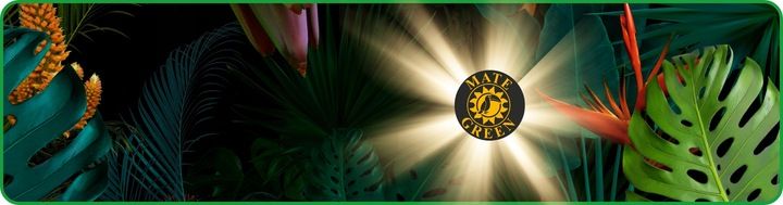 Yerba Mate Green Energia 2x500g 1kg Guarana MOC zdjęcie 6