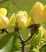 MAGNOLIA yellow żółta - sadzonki 10 / 15 cm