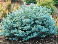 Świerk kłujący GLAUCA GLOBOSA Szczepiony