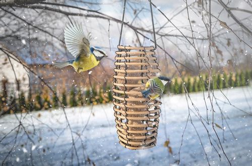 KARMNIK DLA PTAKÓW NA ZIMĘ FAYA + KULE BILE TŁUSZCZOWE (15 SZT) + PORADNIK na Arena.pl