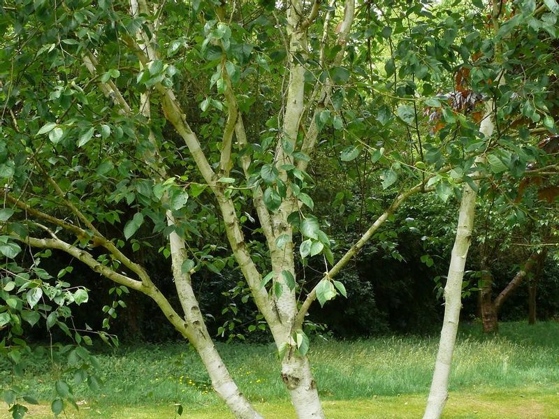 Brzoza wielopienna doorenbos 20-40cm P9 zdjęcie 1