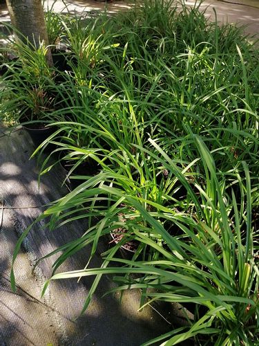 Liliowiec do ogrodu i na taras na Arena.pl