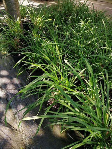 Liliowiec do ogrodu i na taras zdjęcie 5