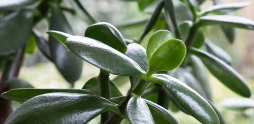 CRASSULA OVATA grubosz jajowaty drzewko szczęścia sukulent rozmiar L na Arena.pl