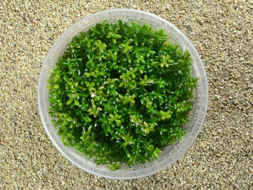 Rotala rotundifolia na Arena.pl