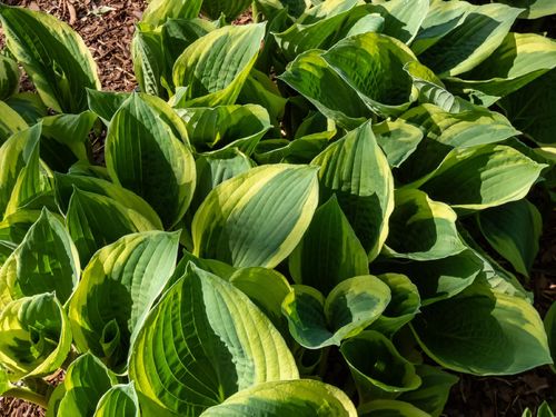 Funkia Hosta 'Pilgrim' Doniczka 2.0L Żółte brzegi na Arena.pl